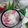 Cooksnap dari Irene untuk resep GEMPOL PLERET ASLI Khas Semarang [step by step lengkap]