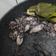 Cooksnap dari Almira Hasna Zulfany untuk resep Cumi-cumi masak hitam