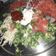 Sunita Singh का कुकस्नैप जब उन्होंने सलाद (salad recipe in Hindi) बनाया था।