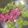 รูป Cooksnap ของ Vasana Sangkha เมื่อเขาทำ ขนมดอกลำดวน🌺