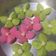 รูป Cooksnap ของ Vasana Sangkha เมื่อเขาทำ ขนมดอกลำดวน🌺