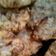 Cooksnap dari Chu Thea untuk resep Cireng nasi crispy