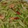 Cooksnap dari neneng karyanah untuk resep Tumis Labu Siam Udang