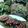Cooksnap dari Brilliantine Ch untuk resep Getas Gula Merah