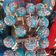 Cooksnap de Baldessaveurs sur la recette Pop Cakes
