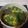 Cooksnap dari Vhynii Gheofanny untuk resep Sayur tahu daun singkong santan