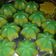 Cooksnap dari Milha 'izalfa' Ishak untuk resep Kue lapis tepung terigu&kanji