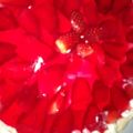 El cooksnap de Jaqueline Lopez cuando hizo Tarta de frutillas.