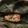 Cooksnap dari Indera Utami untuk resep Botok Tahu Tempe Udang Teri (tanpa bungkus daun pisang)