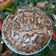 Cooksnap από Jasmine⚘️ στη συνταγή Βασιλόπιτα εύκολη !!🎅