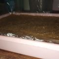 Cooksnap dari yunefa untuk resep Wajik Ketan Legit Gula Jawa