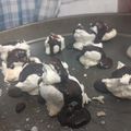 El cooksnap de Romi Forme cuando hizo •Merengue Suizo•.