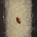 Cooksnap dari Titik Soeharti untuk resep Bolu susu lembang kukus