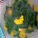 Cooksnap dari fitri shakilla untuk resep Sayur Bayam Bening | mediocrecook malewife