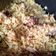 Cooksnap dari bu wien untuk resep Chicken Briyani