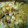 El cooksnap de Merche MR cuando hizo Patatas con coliflor gratinada.