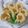 Cooksnap dari Utid Jo untuk resep Nastar Tulip #KamisManis