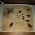 Dorina Kiss Cooksnap-ja, amikor elkészítette a(z) 🍌Banános sült zabkása🍫 receptet.