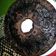Cooksnap dari chani untuk resep Brownis kukus coklat Ny.Liem
