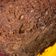 El cooksnap de Elizabeth cuando hizo Brownie tres minutos (microondas) .