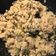 El cooksnap de Guadalupe Sánchez cuando hizo Quinoa con cebolla y calabacín al toque parmesano.