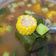 Cooksnap dari Zikrina Nadia untuk resep Sayur Asem Jakarta