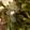 swimmerjs's cooksnap of when they made Collard Greens.