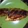 Cooksnap dari Trianita Pratiwi untuk resep 3. Ikan gurame bakar andalan keluarga ❤