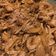 El cooksnap de Fco José Moreno Martínez cuando hizo Cochinita pibil.