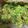 El cooksnap de Vero714 cuando hizo Guacamole a la mexicana.