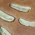 Cooksnap dari Adelia Loarensia untuk resep Bolu pisang lilin