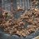 Cooksnap dari Victor Immanuel untuk resep Bumbu Marinasi Grill Daging Sapi