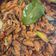 Cooksnap dari Depi Reren untuk resep Kerang Hijau Bumbu Kuning Pedas