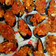 El cooksnap de Sandra cuando hizo Mejillones con sofrito.