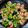 danar nugroho's cooksnap of when they made Shrimp and Broccoli Stir Fry.