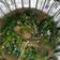 Cooksnap dari Mira Juneta untuk resep Tumis Kangkung Terasi Pedas(ekstra Kuah)