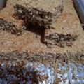 El cooksnap de RaquelCocinandoRico cuando hizo Torta de avena y yogur cero azúcares.