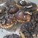 Cooksnap dari susum untuk resep Pie Brownies
