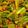 BeeYoong Song's cooksnap of when they made Bhindi masala (Ladyfinger dry curry).