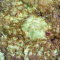 Cooksnap dari Hans Abi Aro untuk resep Telur kubis