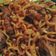 Cooksnap dari RK Abizar untuk resep Ceker Mercon