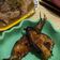 Tse Cat 的 烤比目魚-木新店氣炸鍋 cooksnap