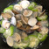 王姿嵐 的 簡易蛤蠣絲瓜 cooksnap