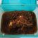 Cooksnap dari anggizen untuk resep Beef Teriyaki ala Hokben (MPASI 12 bulan +)