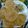 Suparna Bhattacharya's cooksnap of when they made লুচি (Luchi recipe in Bengali).
