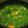 Cooksnap dari vraniar untuk resep Gulai daun singkong