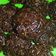 Cooksnap dari Pitha Sharie untuk resep Bola-bola coklat