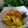 Cooksnap dari Ettiek Fk untuk resep Gulai masin ikan mas (khas Sumatera Barat)