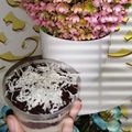 Cooksnap dari Vinnie Sylviani Purba untuk resep Melted OREO CHEESECAKE with Cereal (#pr_adakejunya)