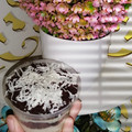 Cooksnap dari Vinnie Sylviani Purba untuk resep Melted OREO CHEESECAKE with Cereal (#pr_adakejunya)
